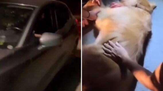 Hombre habría atropellado a un perro y huyó del lugar: “Yo por animales no paro” Hombre habría atropellado a un perro y huyó del lugar: “Yo por animales no paro”