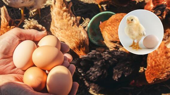 ¿Fue primero el huevo o la gallina? El misterio fue resuelto por la ciencia