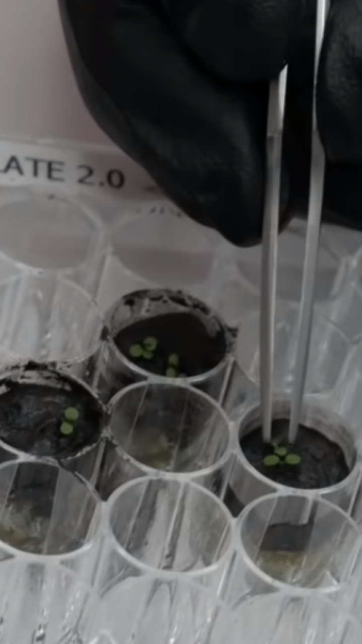 Científicos logran cultivar plantas en suelo lunar
