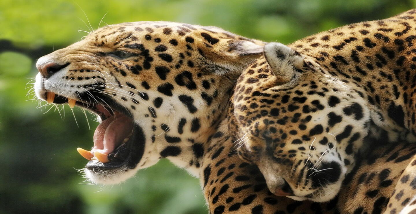 El jaguar está en riesgo de extinción: en tres meses han matado siete en Colombia