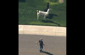 llamas_2.jpg