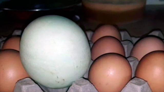 ¡Qué huevo! Duplica el tamaño de los comúnmente considerados grandes y lo puso una gallina en Cauca