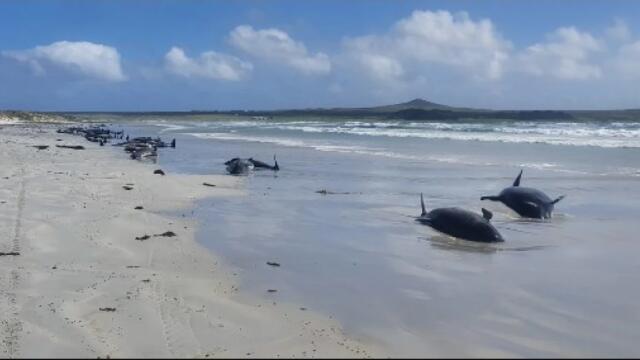 Mueren cien ballenas varadas en islas de Nueva Zelanda.jpg Mueren cien ballenas varadas en islas de Nueva Zelanda.jpg