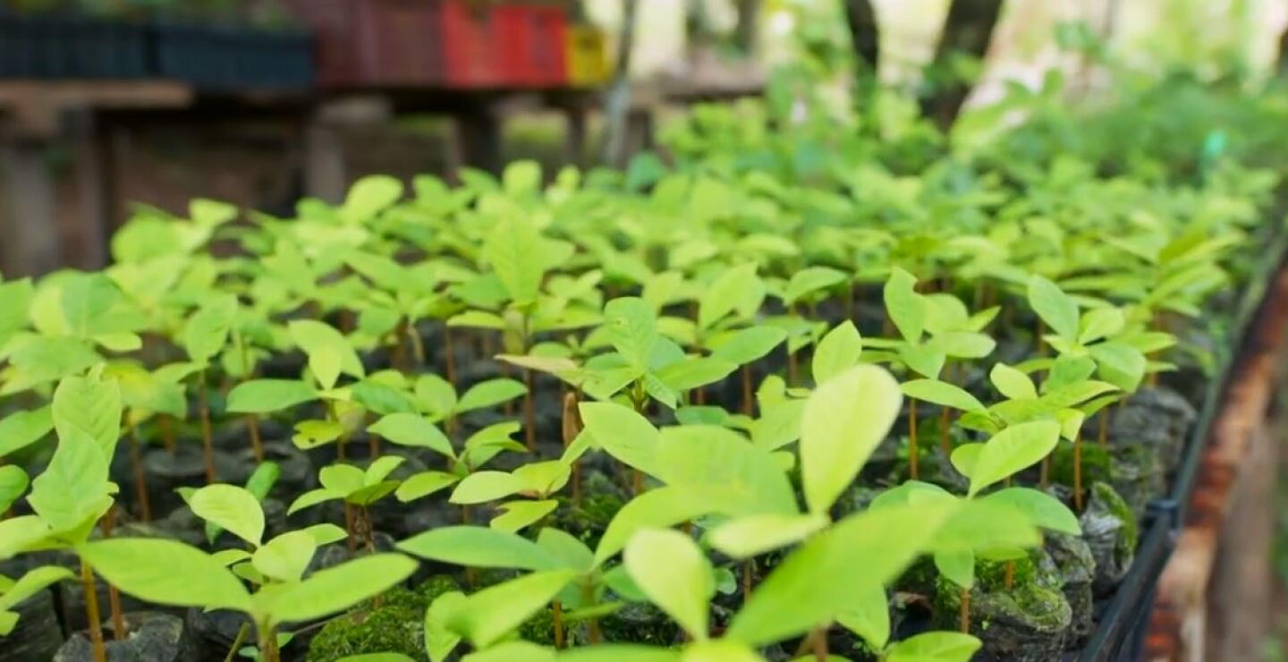 Amazonía Emprende, el proyecto finalista del Premio a la Protección del Medio Ambiente