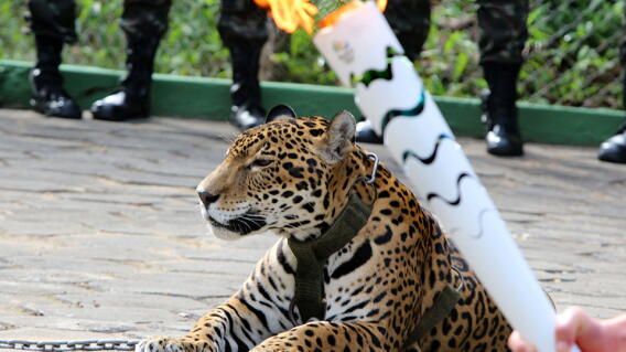 AFP