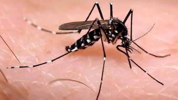 210515-chikungunya.jpg