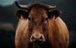 Vaca
