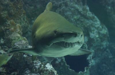 shark.JPG