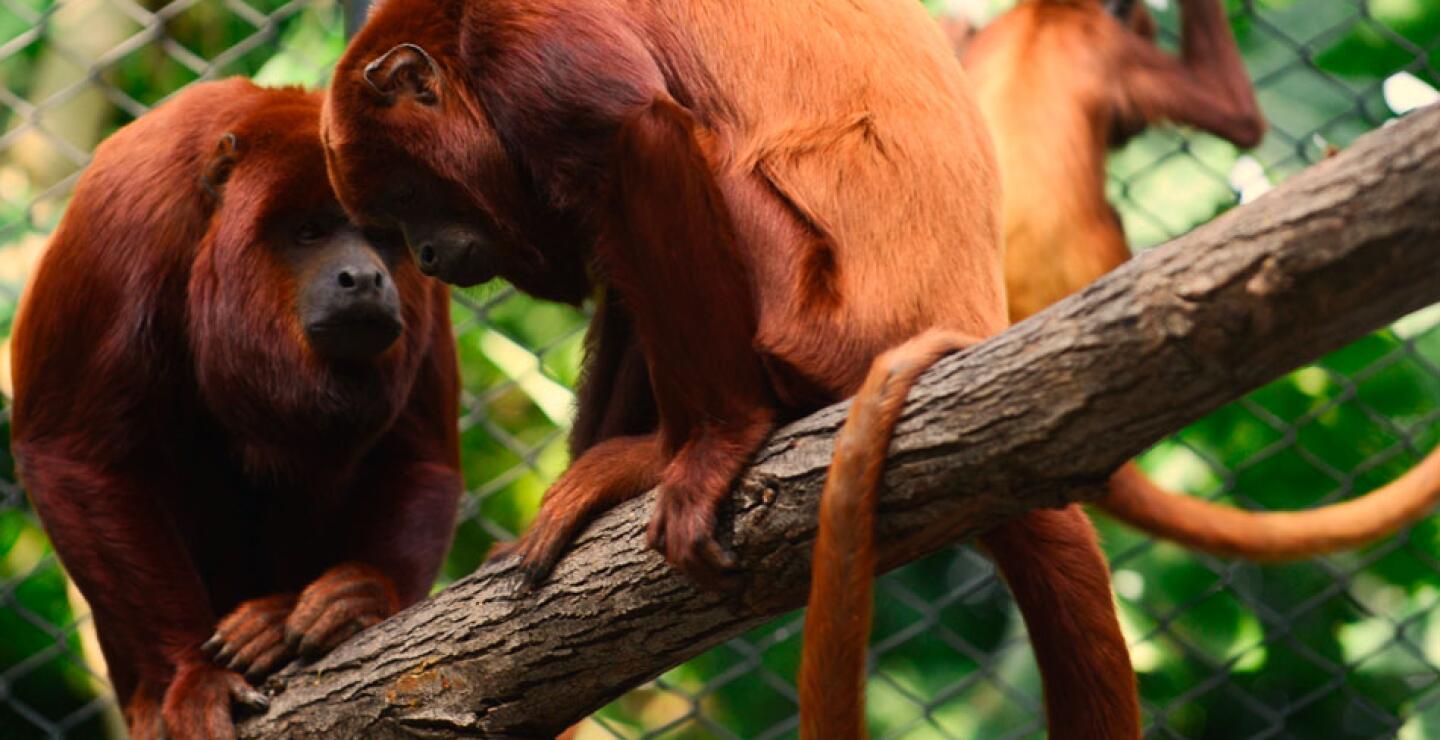 Los particulares chillidos de nueve monos aulladores rojos resuenan de nuevo desde el lunes en una zona boscosa del noroeste de Colombia, donde fueron retornados a su hábitat tras ser rehabilitados del trauma de ser cazad