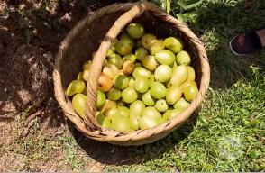 Guayaba.jpg