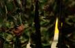 Así deberán actuar las Fuerzas Militares en proceso de cese al fuego con grupos armados ilegales
