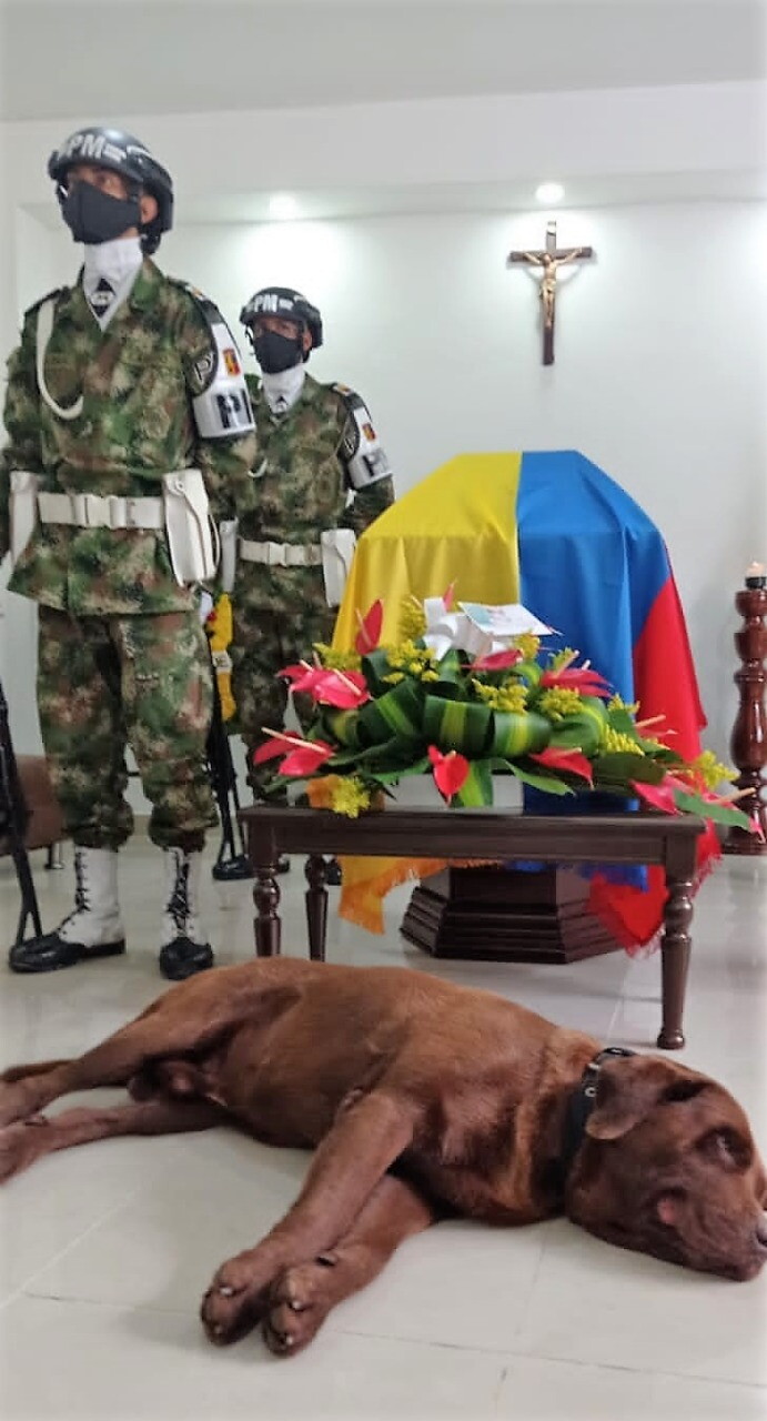 Perro acompaña el ataúd de su amo