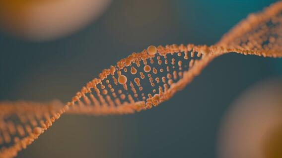 Los 'genes saltarines', los encargados de hacernos envejecer Los 'genes saltarines', los encargados de hacernos envejecer