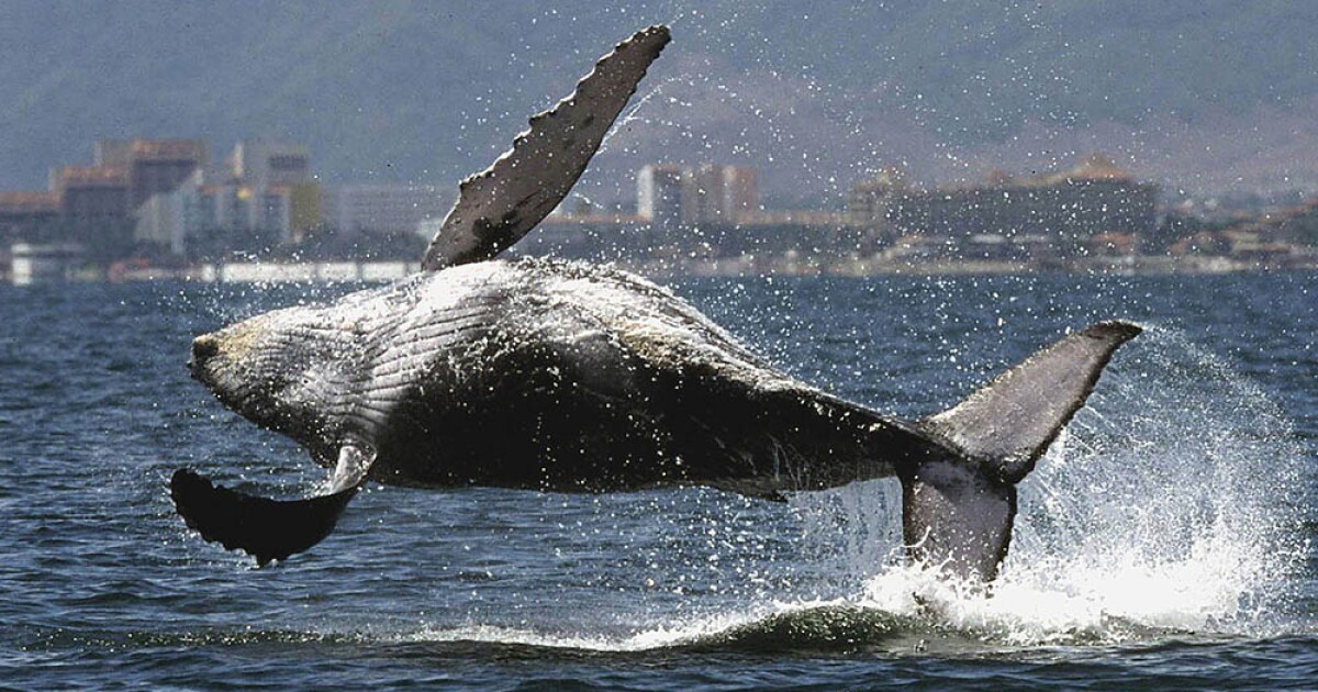 Una ballena se "tragó" a un pescador y luego lo escupió vivo
