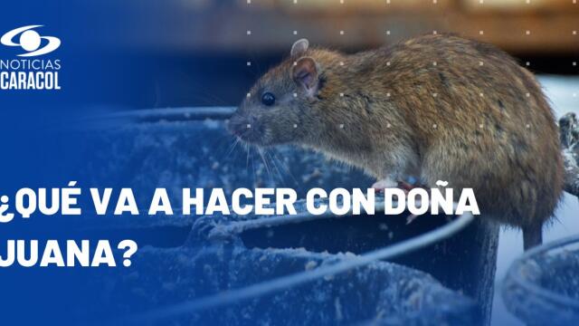 ¿Cómo acabará Diego Molano con las ratas que se están apoderando de Bogotá? ¿Cómo acabará Diego Molano con las ratas que se están apoderando de Bogotá?
