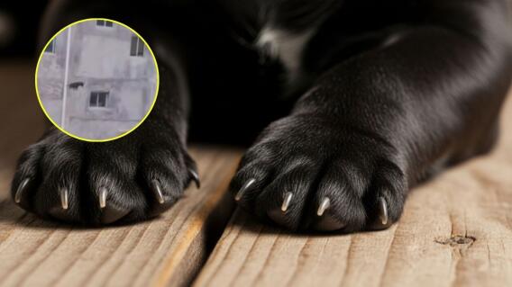 Perro salta de un tercer piso y termina ileso