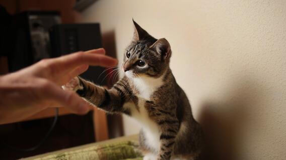 Si usamos las manos para jugar con nuestros gatos podemos provocar que desarrollen conductas agresivas Si usamos las manos para jugar con nuestros gatos podemos provocar que desarrollen conductas agresivas