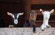 Cabras