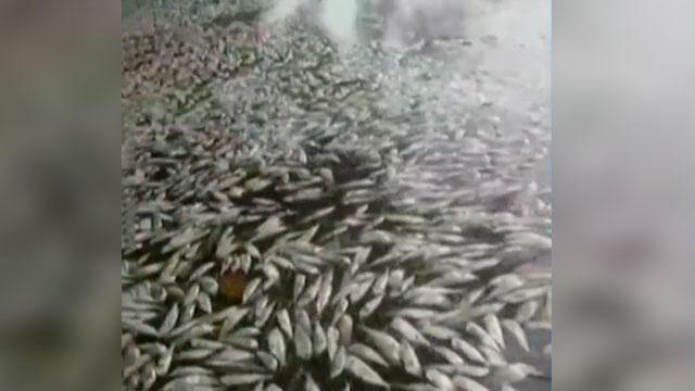 Miles de peces muertos descienden por corrientes de dos ríos en Córdoba