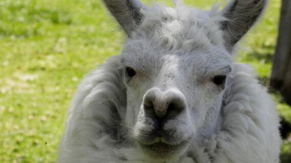11213_La Kalle. Alpaca murió por ingerir comida chatarra / Foto: Pixabay 11213_La Kalle. Alpaca murió por ingerir comida chatarra / Foto: Pixabay