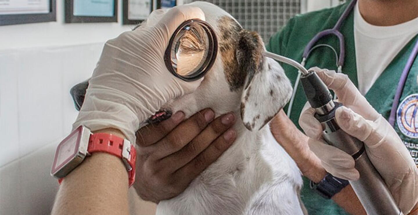 veterinario_0.jpg