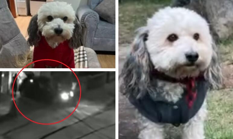 Familia que busca a Milo, perrito robado en Bogotá, denuncia llamadas extorsivas para su regreso Familia que busca a Milo, perrito robado en Bogotá, denuncia llamadas extorsivas para su regreso