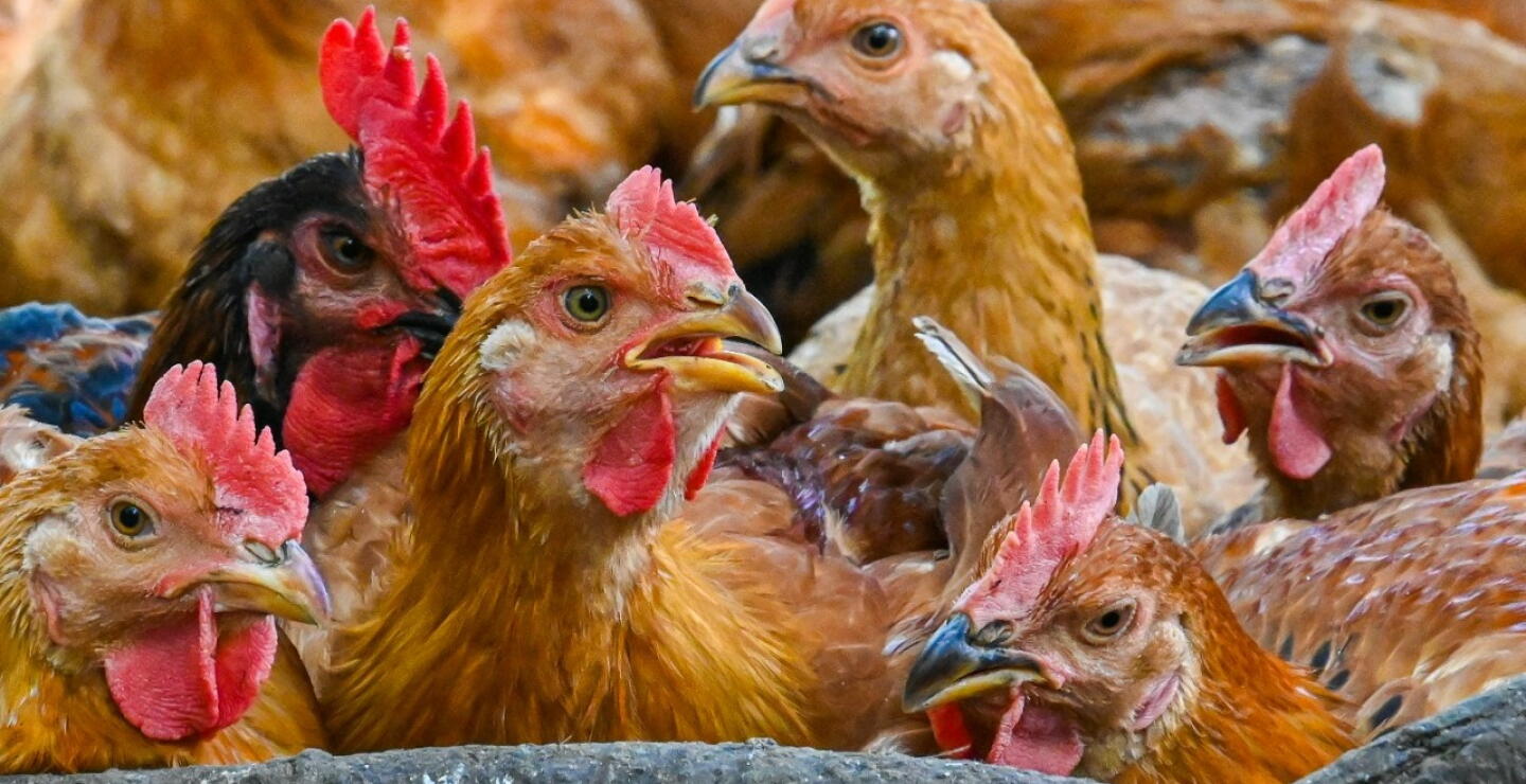 Pollos, referencia .jpg