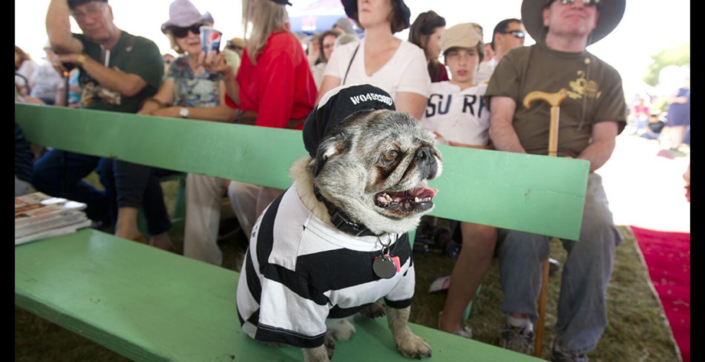 El panel de tres jueces juzga a los perros por atributos inusuales, personalidad y fealdad natural.