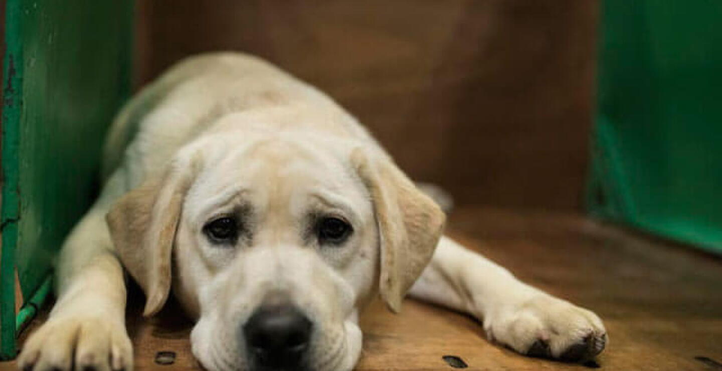 perro-labrador.jpg