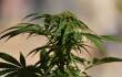 BLU Radio // Planta de marihuana // Foto: AFP
