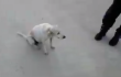 Perro.