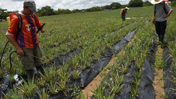 311125_BLU Radio. Tierras para Farc / Foto: AFP.