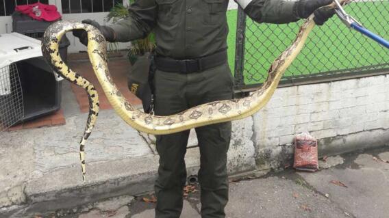 282531_BLU Radio, Boa constructor en Bogotá / foto: Policia