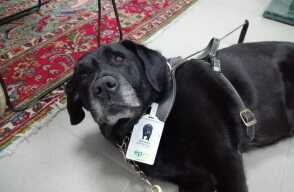 337949_BLU Radio. Macarena es la primera empleada canina de EPM / Foto: BLU Radio