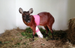 Bambi, el venado