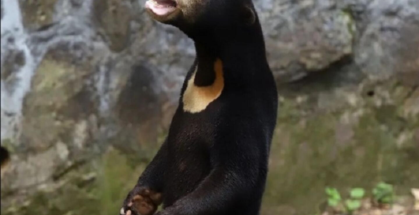 Oso