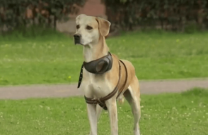 perro_mascota.png