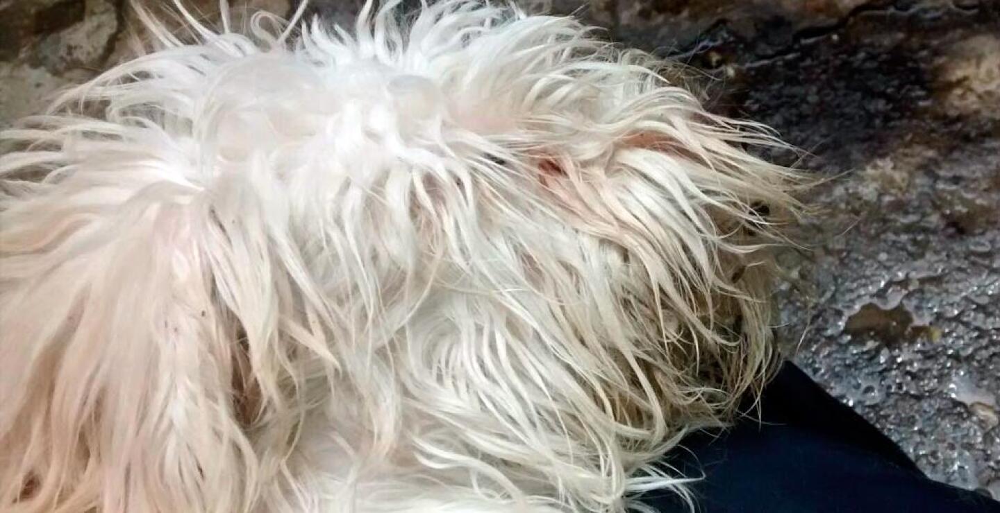 Clara Inés espera concientizar a las personas, enseñándoles que adoptar o conseguir una mascota implica que debe cuidarla y convertirla en parte de la familia.