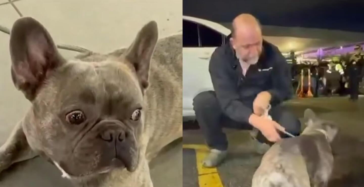 Perro vivió una noche de terror en Bogotá luego de que se robaran carro en el que se encontraba
