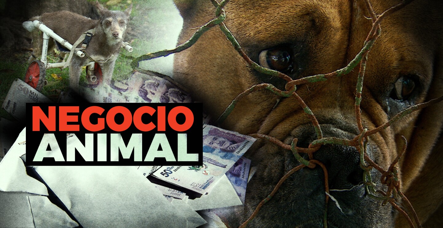 PIC-HD-MALTRATO-ANIMAL.jpg