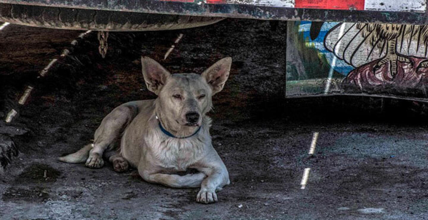 street-dog-f.jpg