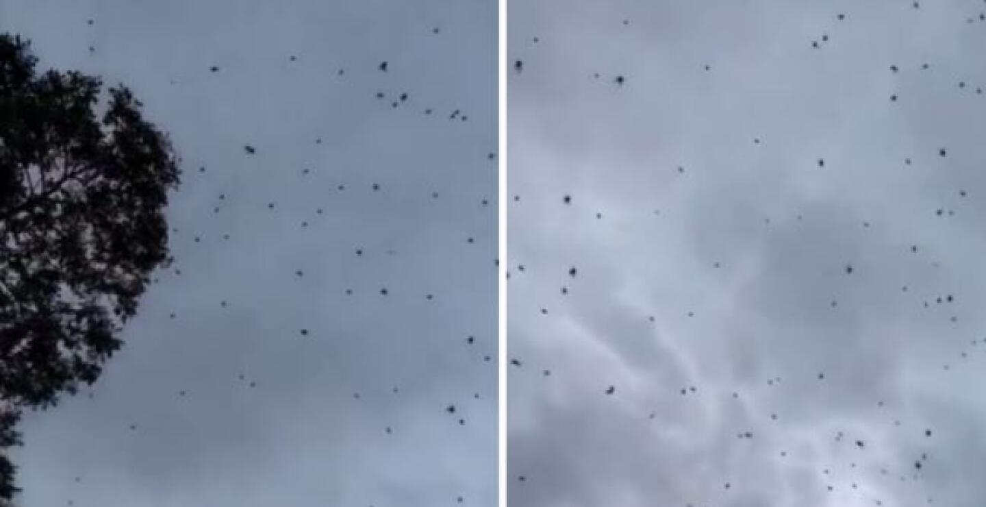 Lluvia de arañas, ¿qué significa?