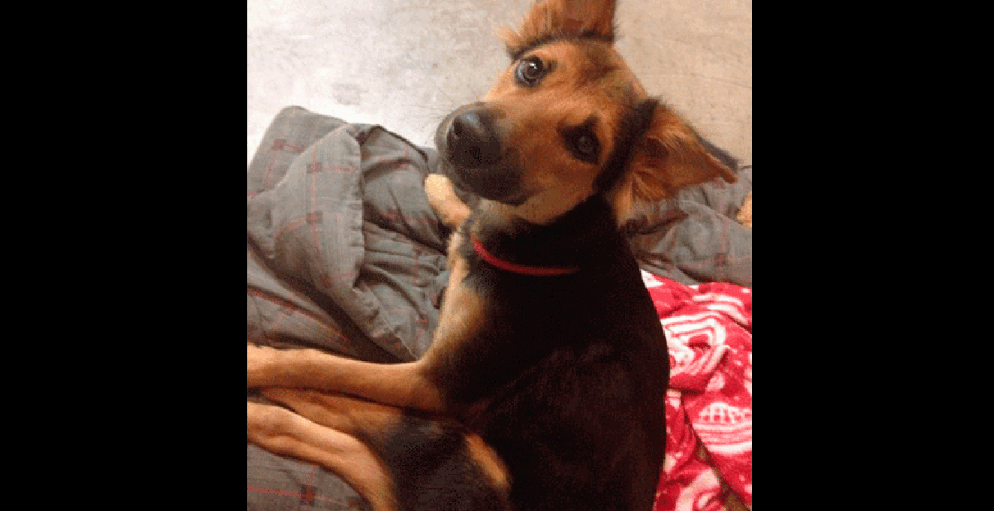 Por los costos del tratamiento del cachorro, Meagan está buscándole una casa que pueda mantenerlo y ayudarlo