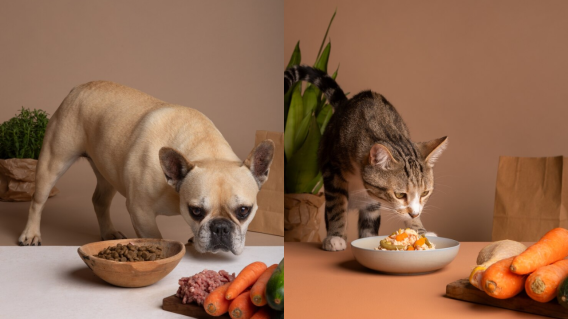 Gato y perro