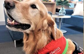 Norman, el perrito de terapia que fue diagnosticado con cáncer