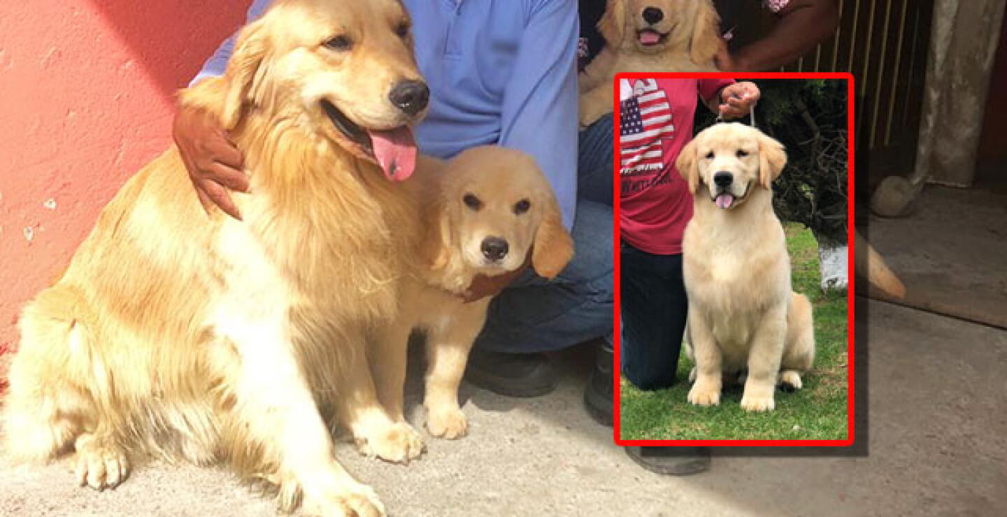 perros-fotos-cortesia.jpg