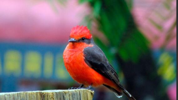 060716_pajaros.jpg 060716_pajaros.jpg