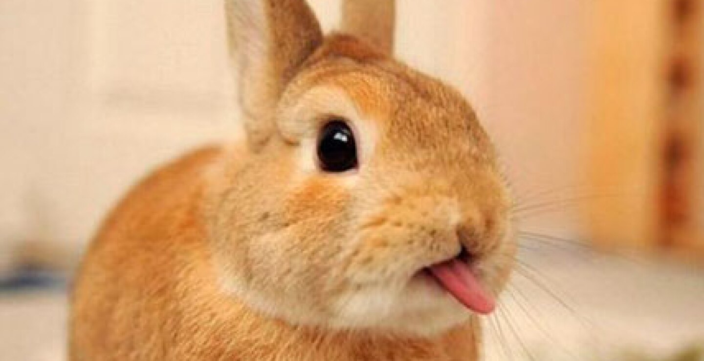 Peludos y maleducados: estos conejos disfrutan sacando la lengua ...