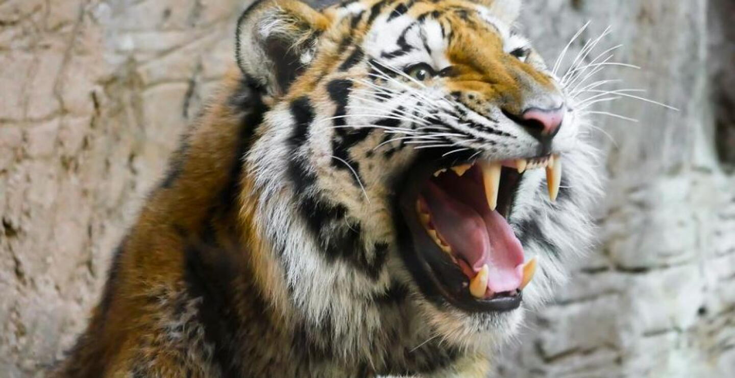 tigre