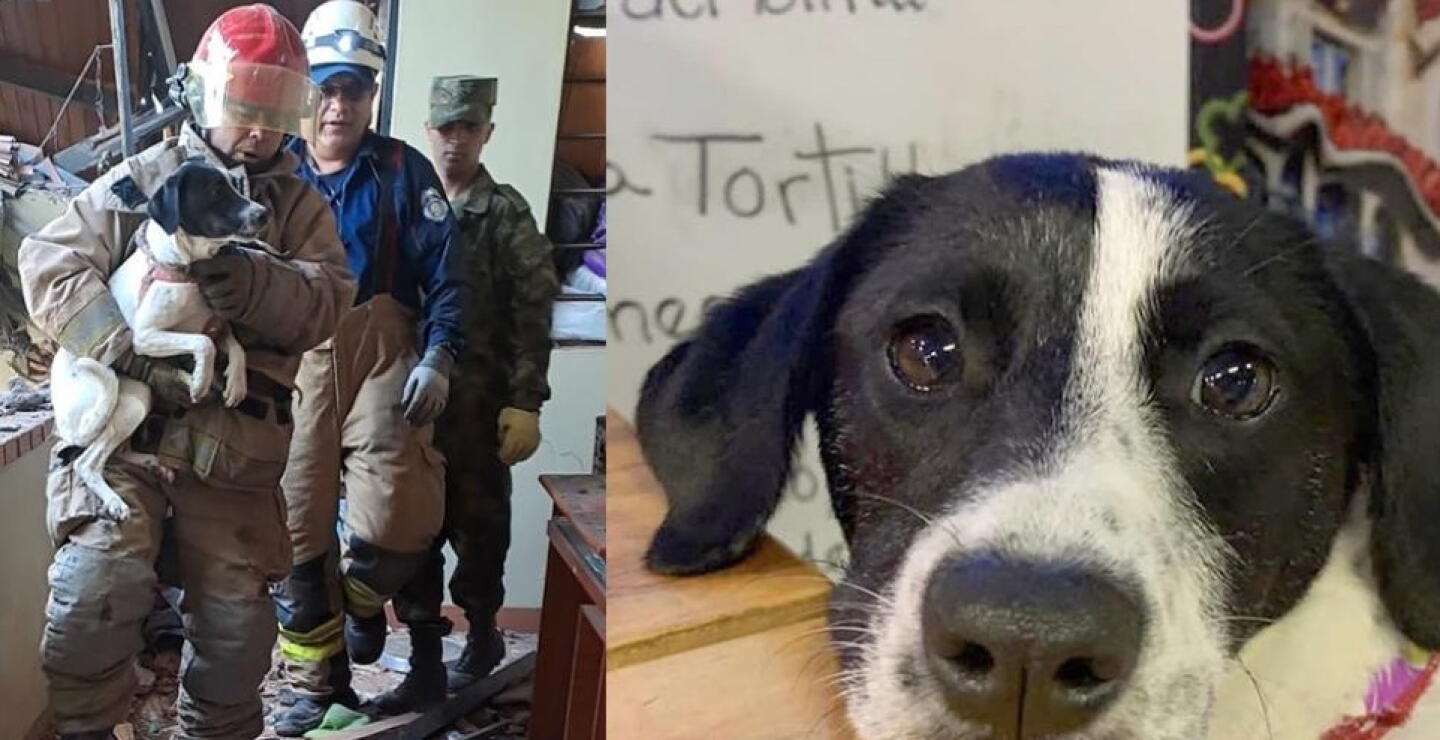 Así fue el conmovedor rescate de perrita que estuvo bajo los escombros tras explosión en Rionegro 